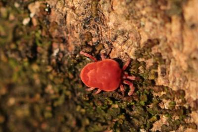 <i>Trombidium</i>