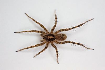 <i>Pardosa agricola</i>