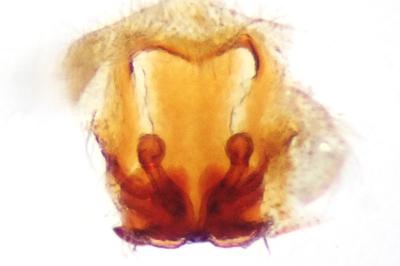 <i>Pardosa agricola</i>