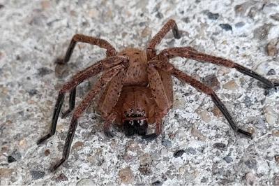 <i>Olios argelasius</i>