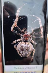 <i>Nuctenea umbratica</i>
