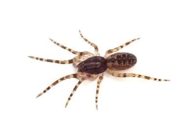 <i>Segestria bavarica</i>