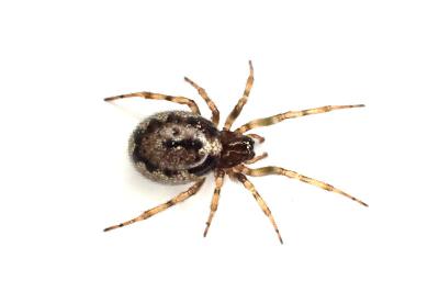 <i>Enoplognatha mandibularis</i>