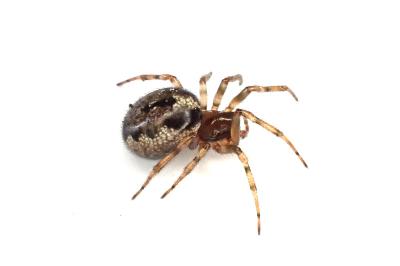 <i>Enoplognatha mandibularis</i>