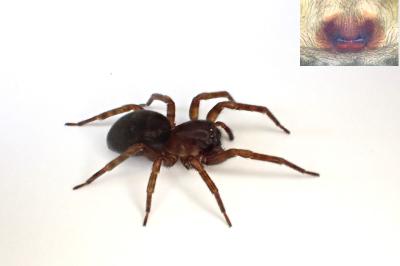 <i>Amaurobius erberi</i>