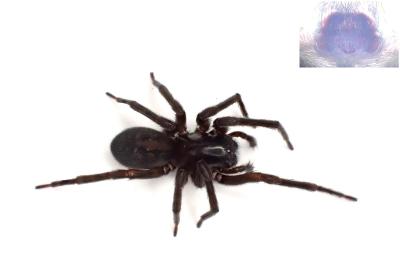 <i>Amaurobius ferox</i>