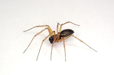 <i>Tenuiphantes tenuis</i>