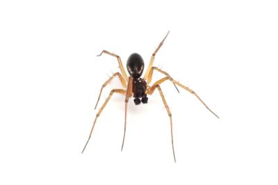 <i>Tenuiphantes tenuis</i>