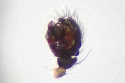 <i>Tenuiphantes tenuis</i>
