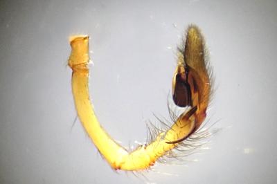 <i>Cheiracanthium erraticum</i>