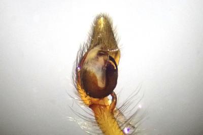 <i>Cheiracanthium erraticum</i>