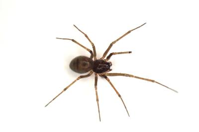<i>Bathyphantes gracilis</i>