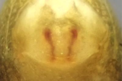 <i>Bathyphantes gracilis</i>
