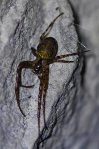 <i>Metellina merianae</i>