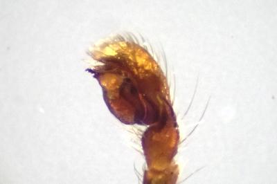 <i>Salticus mutabilis</i>