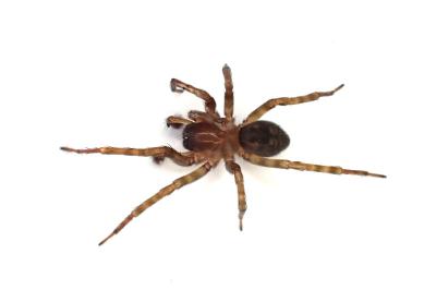 <i>Amaurobius similis</i>