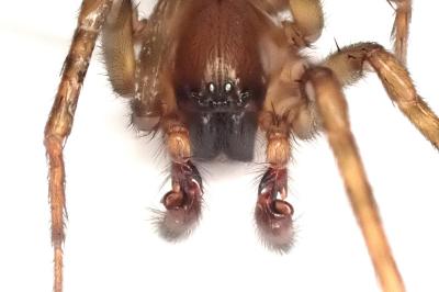 <i>Amaurobius similis</i>