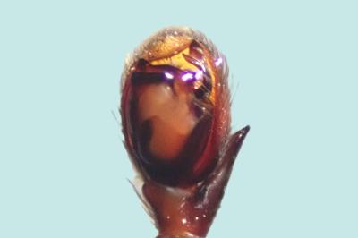 <i>Zelotes apricorum</i>
