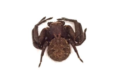 <i>Xysticus acerbus</i>