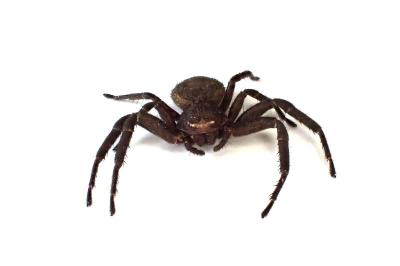 <i>Xysticus acerbus</i>