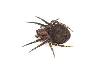 <i>Gibbaranea gibbosa</i>