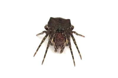 <i>Gibbaranea gibbosa</i>