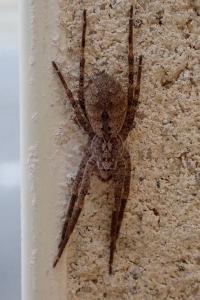 <i>Zoropsis spinimana</i>