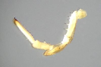 <i>Rilaena triangularis</i>