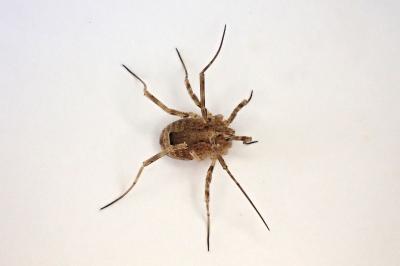<i>Odiellus spinosus</i>