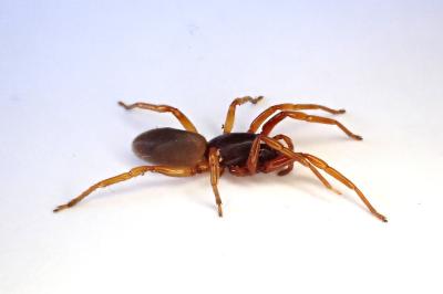 <i>Dysdera erythrina</i>