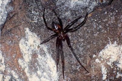 <i>Meta bourneti</i>
