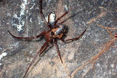 <i>Meta bourneti</i>