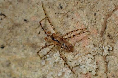 <i>Nesticus cellulanus</i>