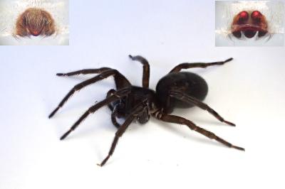 <i>Amaurobius ferox</i>