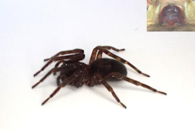 <i>Amaurobius ferox</i>