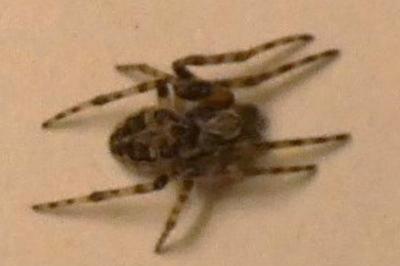 <i>Larinioides sclopetarius</i>