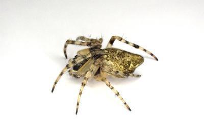 <i>Cyclosa conica</i>