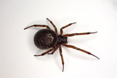 <i>Steatoda nobilis</i>
