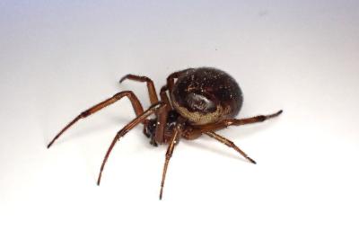 <i>Steatoda nobilis</i>
