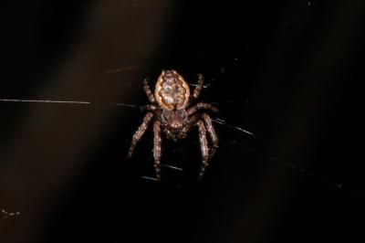 <i>Nuctenea umbratica</i>