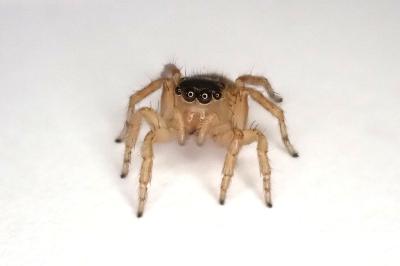 <i>Saitis barbipes</i>