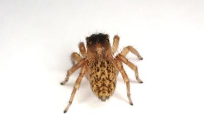 <i>Saitis barbipes</i>