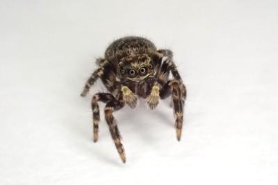 <i>Pseudeuophrys erratica</i>
