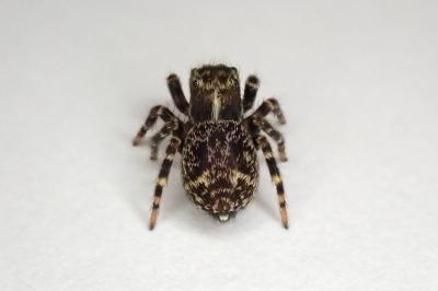 <i>Pseudeuophrys erratica</i>