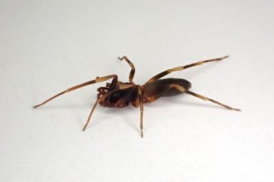 <i>Harpactea hombergi</i>