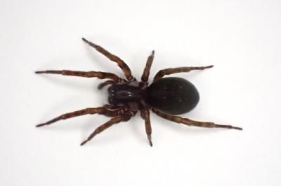 <i>Amaurobius erberi</i>
