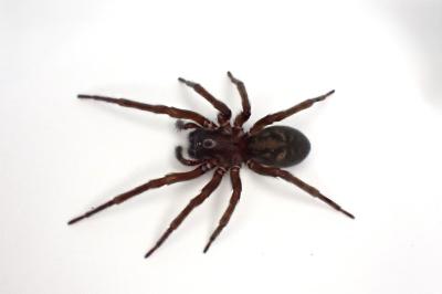 <i>Amaurobius ferox</i>