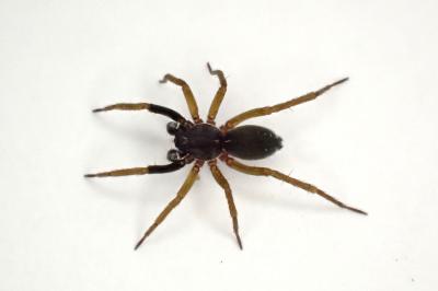 <i>Aulonia albimana</i>