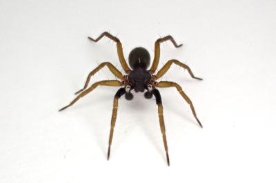 <i>Aulonia albimana</i>