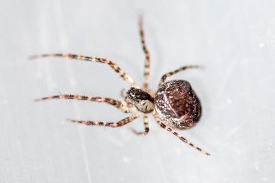 <i>Metellina merianae</i>